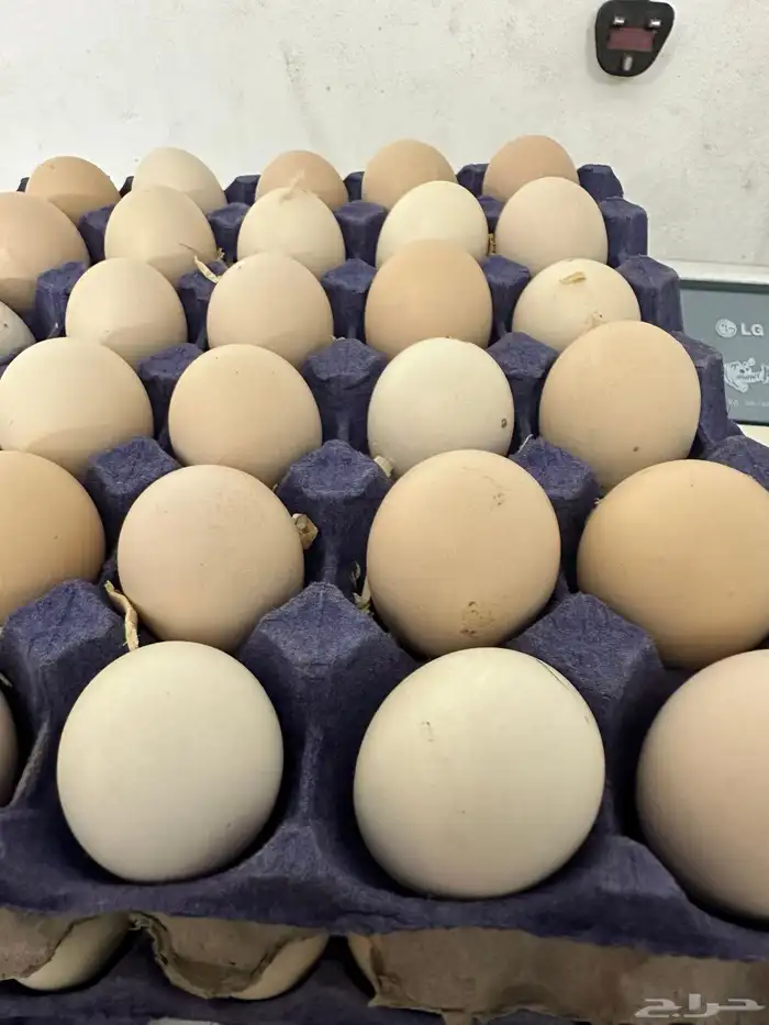 بيض دجاج فرنسي أحمر بيور مخصب للفقاسات تخصيب عالي مع الضمان 17