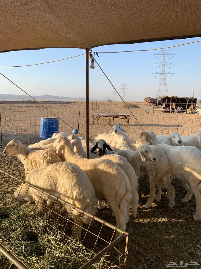 حري للبيع طليان رخال ذبايح ضيوف ذبائح ثلاجه مناسبات 1