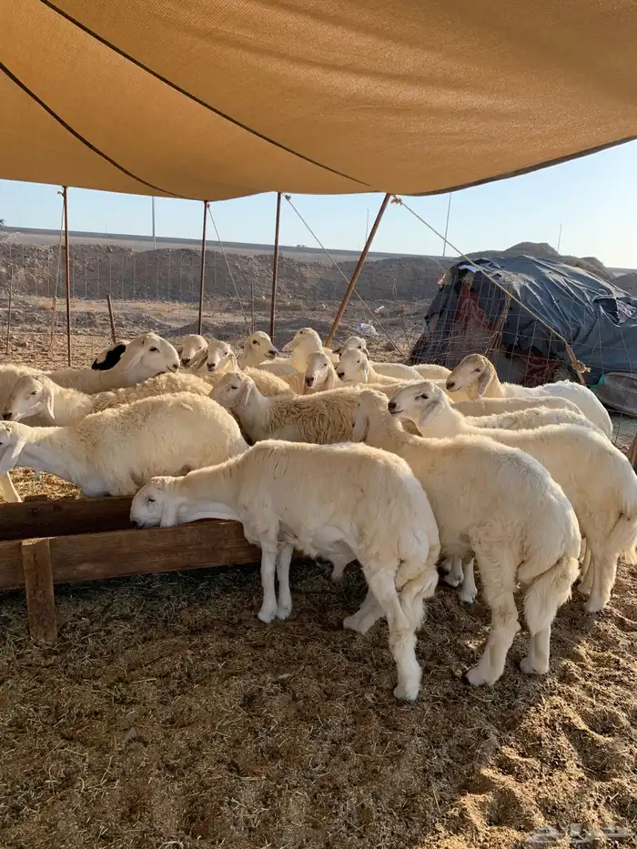 حري للبيع طليان رخال ذبايح ضيوف ذبائح ثلاجه مناسبات 3