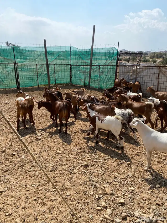 طليان حرية وتيوس بلدي دهم 2