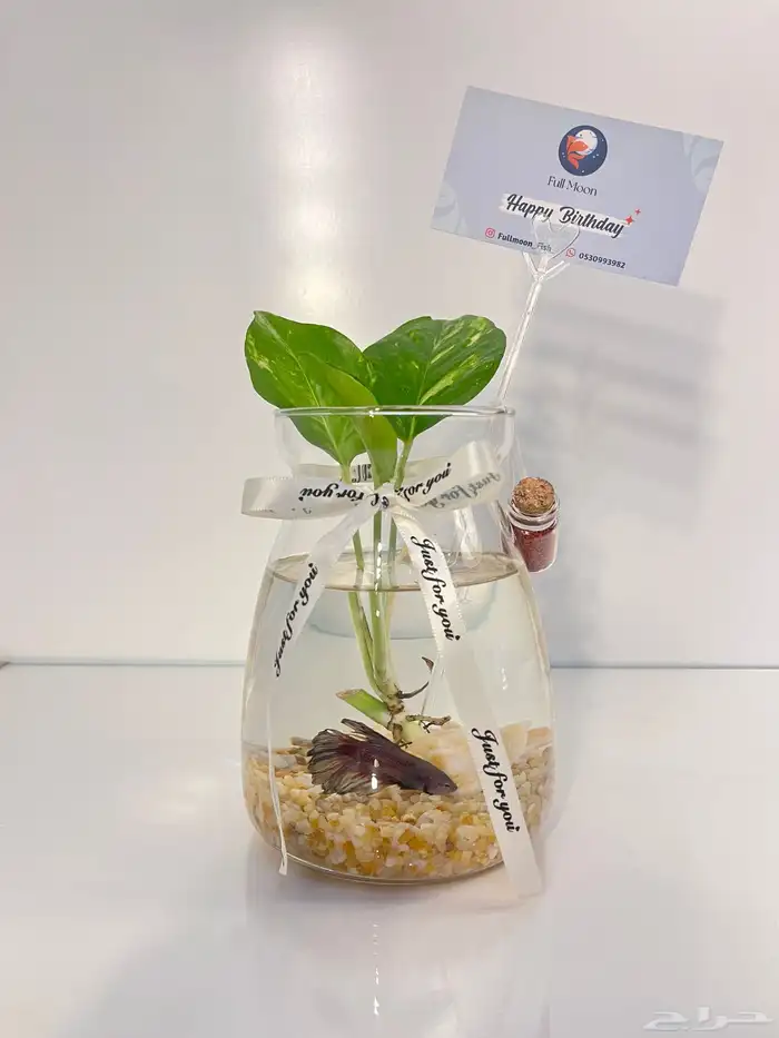 سمك الفايتر 8