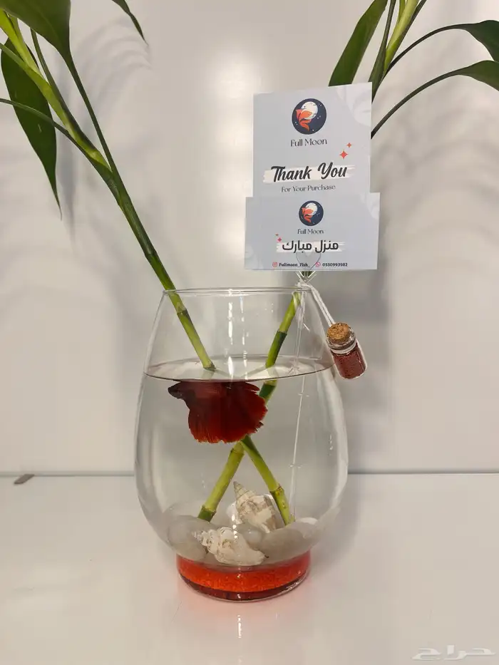 سمك الفايتر 6