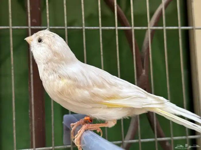 ذكر كناري كريمي مغرد لون جميل . تم البيع 1