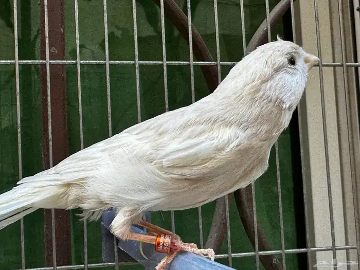 ذكر كناري كريمي مغرد لون جميل . تم البيع 0