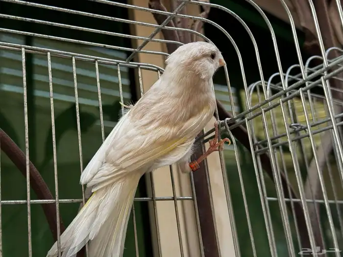 ذكر كناري كريمي مغرد لون جميل . تم البيع 4