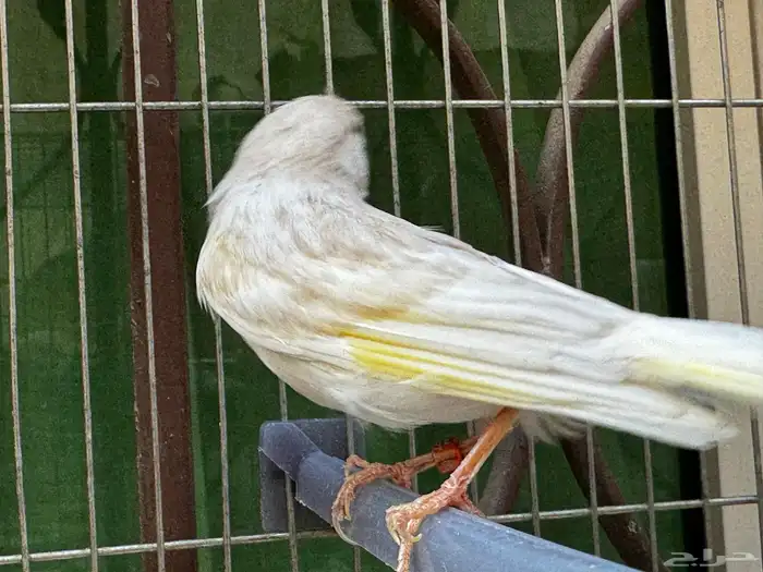 ذكر كناري كريمي مغرد لون جميل . تم البيع 2