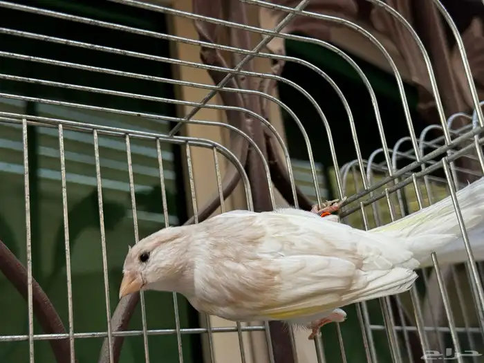 ذكر كناري كريمي مغرد لون جميل . تم البيع 3