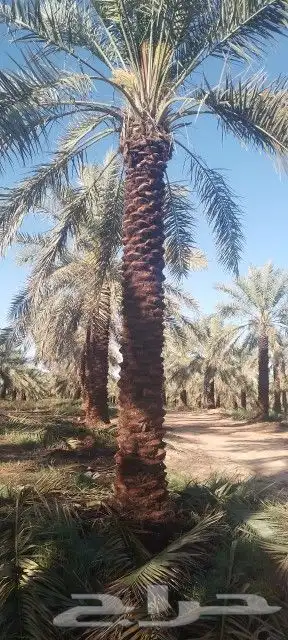 نخل واشنطنونا ونخل عربي 7