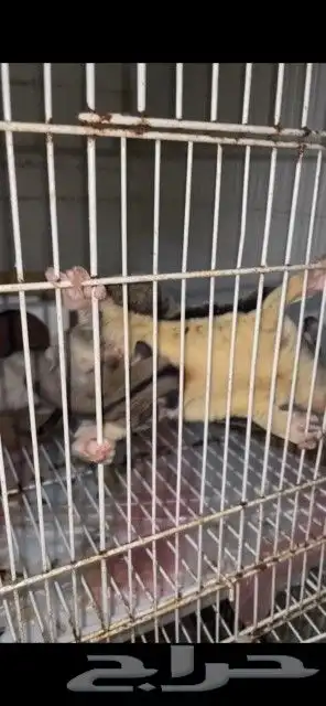 زوج شوقر قلايدر مع فرخ 0