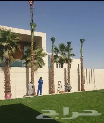نخيل توريد وزراعه عربي واشنطني 2