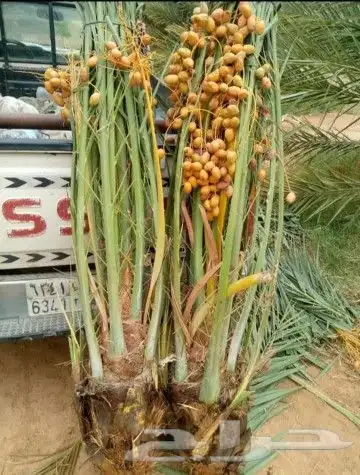 نقوم بتوريد جميع انواع النخل وقلع وغرس وتكريب النخل 4