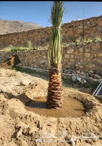 نقوم بتوريد جميع انواع النخل وقلع وغرس وتكريب النخل 3