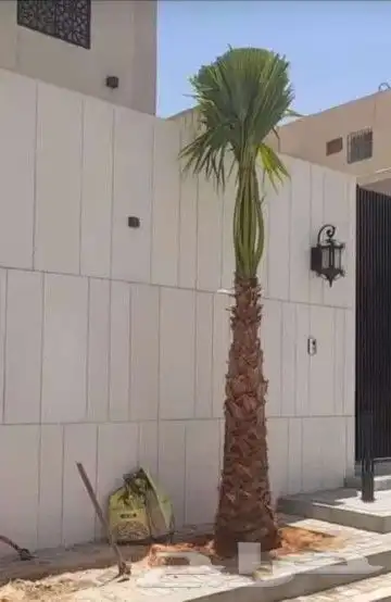 نقوم بتوريد جميع انواع النخل وقلع وغرس وتكريب النخل 7