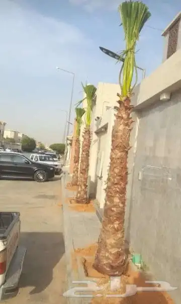 نقوم بتوريد جميع انواع النخل وقلع وغرس وتكريب النخل 2