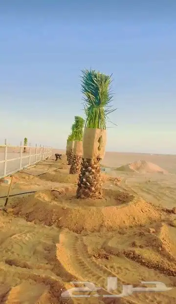 يوجد لدينا جميع انواع النخيل الفسائل والنقايل وجميع انواعها 3