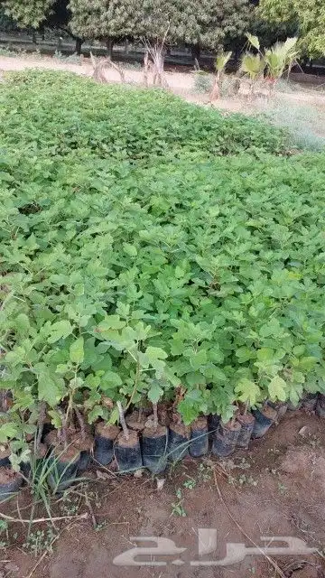 جميع انواع الشتلات الفواكه 3