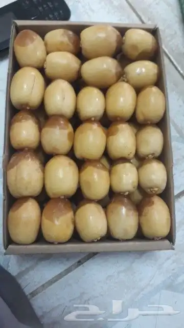 نخيل توريد وزراعه عربي واشنطني 5