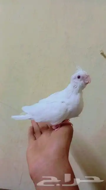 فرخ كروان البينو 3