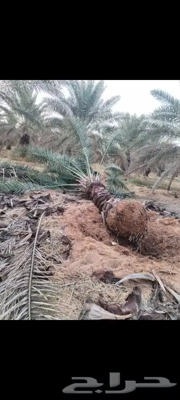 نخيل خلاص وسكري وبرحي 3