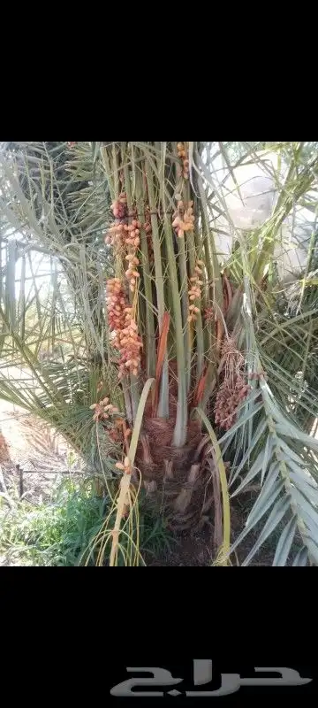 نخيل توريد وزراعه عربي واشنطني 4