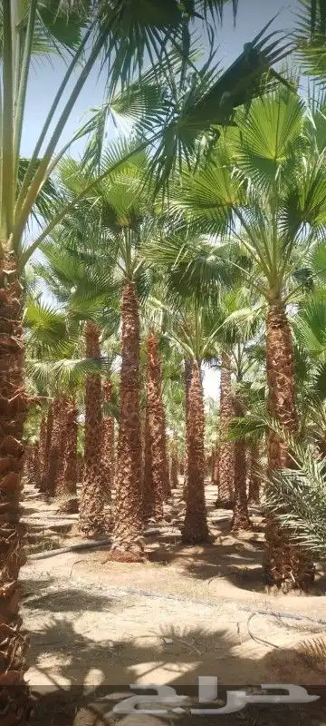 شبوك مزارع نخيل عربي واشنطني زينه 8