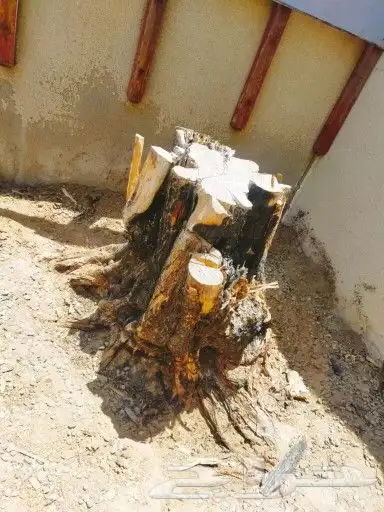 قص اشجار وتنسيق حدائق المنطقه الشرقية الجبيل الدمام الاحساء 0
