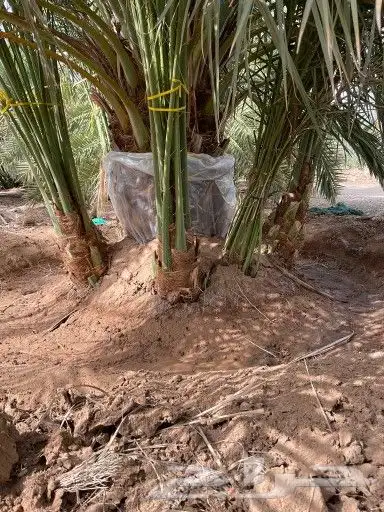 زراعه نخيل 4