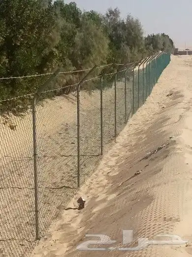 زراعه نخيل 7