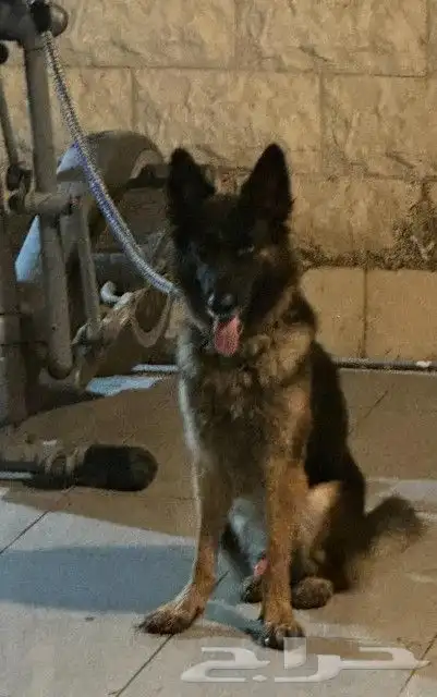 ذكر جيرمن للتزاوج 0