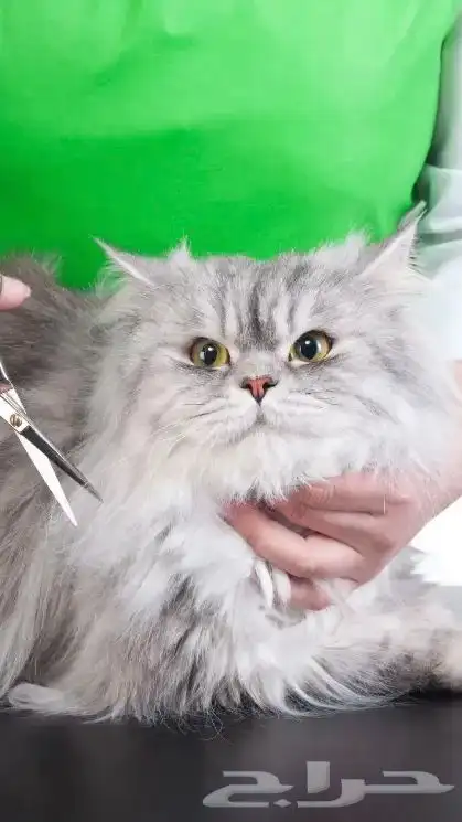 مركز ترويش وحلاقة حيوانات اليفة ( نقدا او بالاقساط) 0