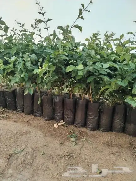 جميع انواع الشتلات الفواكه 0