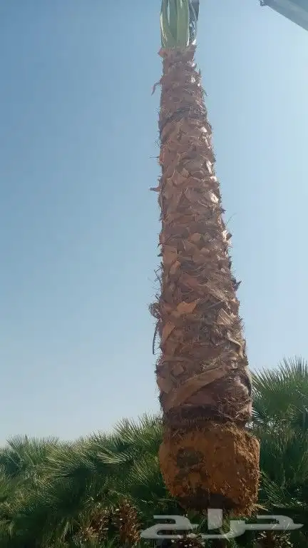 نخيل توريد وزراعه عربي واشنطني 1