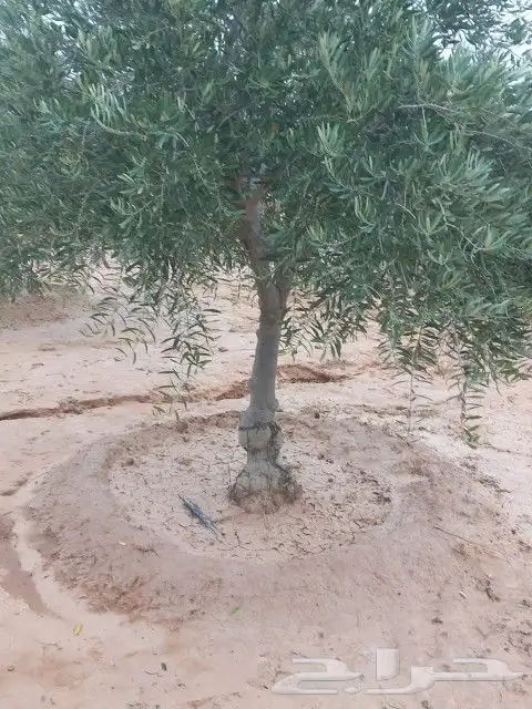 يوجد لدينا جميع انواع الزيتون في جميع انحاء المملكه 8