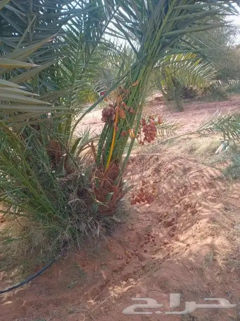 يوجد لدينا جميع انواع النخيل الفسائل والنقايل وجميع انواعها 6
