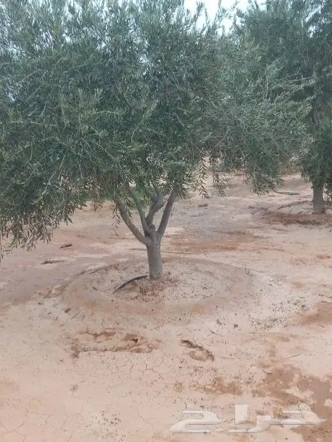 يوجد لدينا جميع انواع الزيتون في جميع انحاء المملكه 5