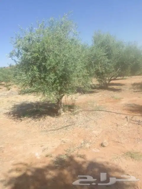 يوجد لدينا جميع انواع الزيتون في جميع انحاء المملكه 2