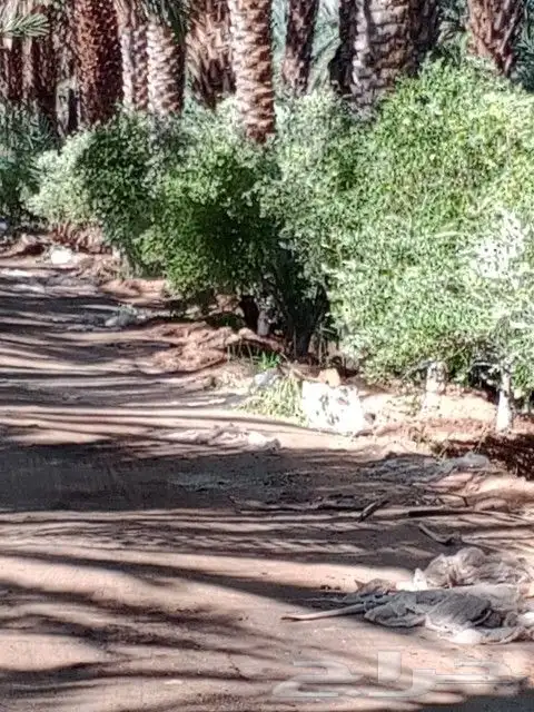 يوجد لدينا جميع انواع الزيتون في جميع انحاء المملكه 9