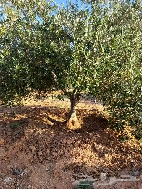 يوجد لدينا جميع انواع الزيتون في جميع انحاء المملكه 0