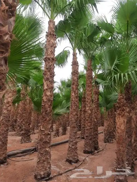 نخيل توريد وزراعه عربي واشنطني 9