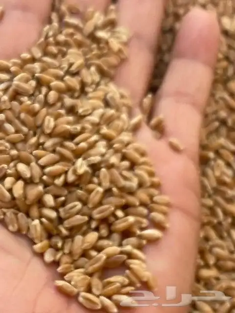 قمح طيب جدا بدون سماد صافي اكياس حول 50 كيلو الكميه 1200 0