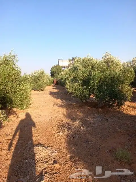 يوجد لدينا جميع انواع الزيتون في جميع انحاء المملكه 1