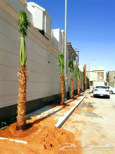 زراعه نخيل 5