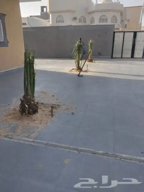 زراعه نخيل 3