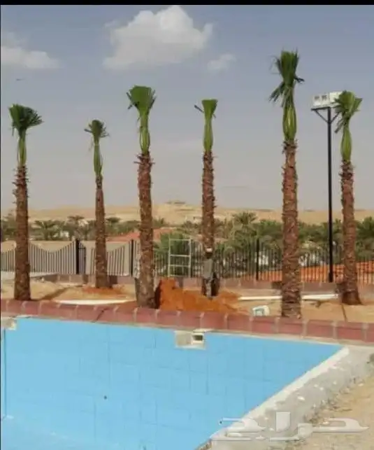 نقوم بتوريد جميع انواع النخل وقلع وغرس وتكريب النخل 6