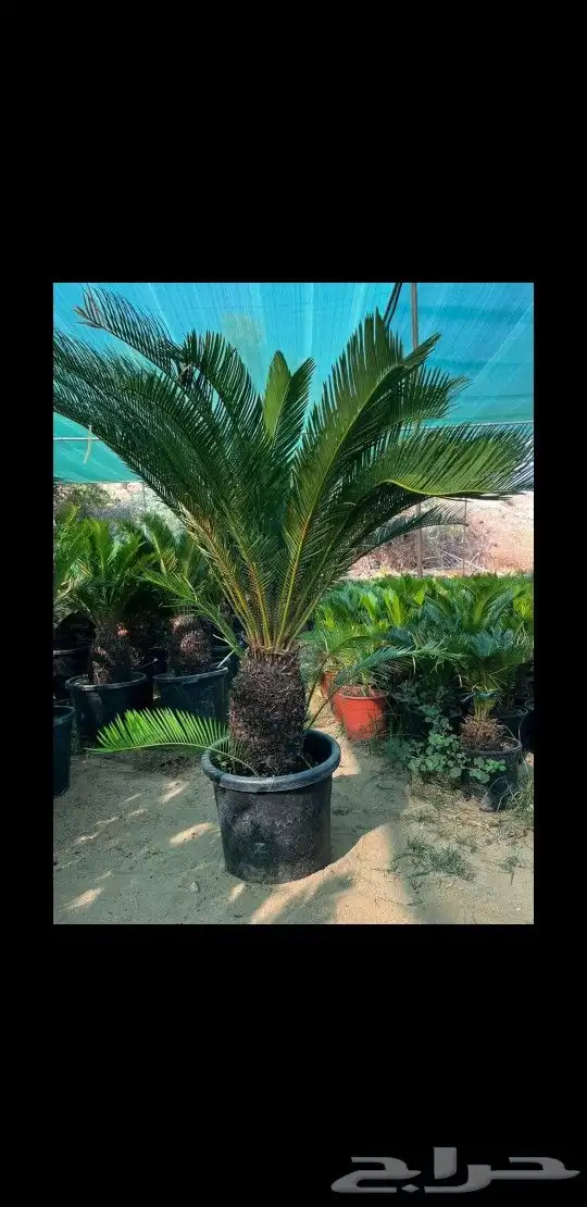 اشجار ونخل زينه 0