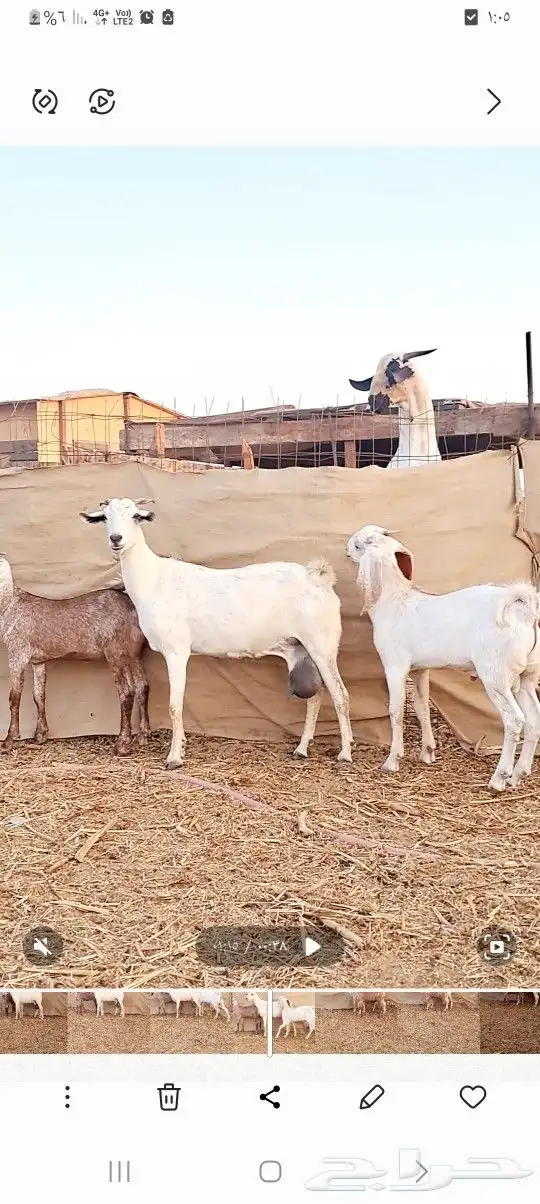 عنز بيشيه تحتها تيس وجفره ذبايح 0