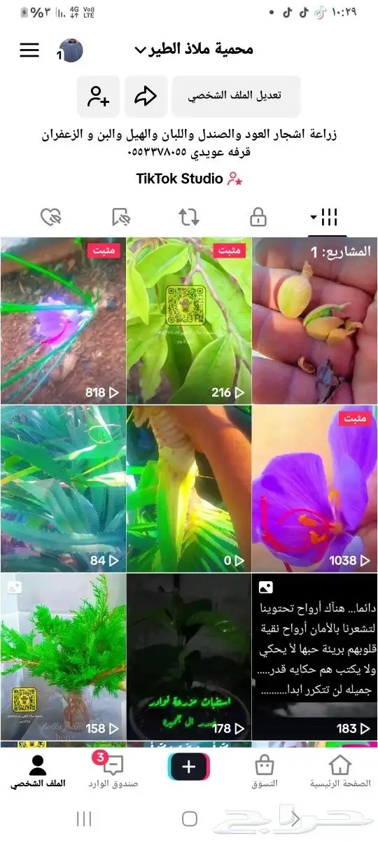 شتلات برشوم فراولة احمر ومتوفر اصفر وهجين تين 3