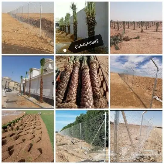 نخيل توريد وزراعه عربي واشنطني 8