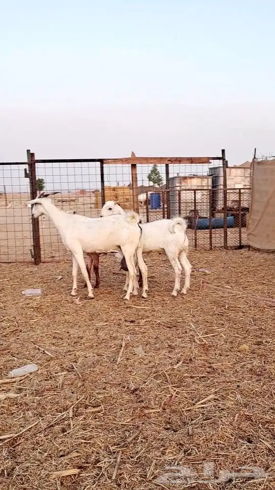 عنز بيشيه تحتها تيس وجفره ذبايح 2