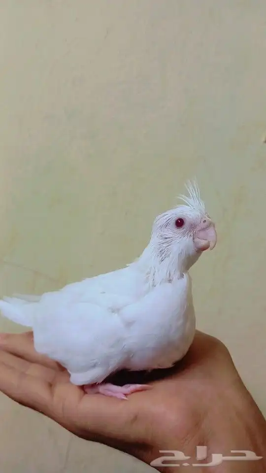 فرخ كروان البينو 0